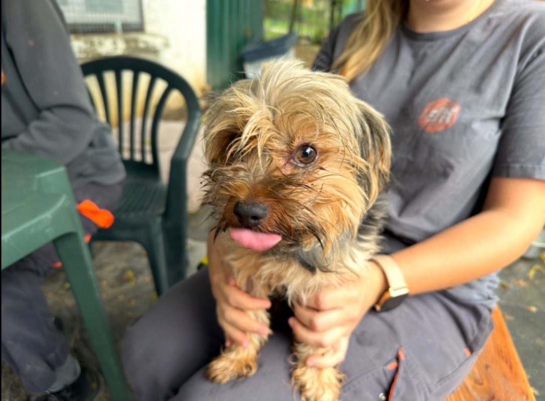 Jackson - Chien Yorkshire Terrier à adopter