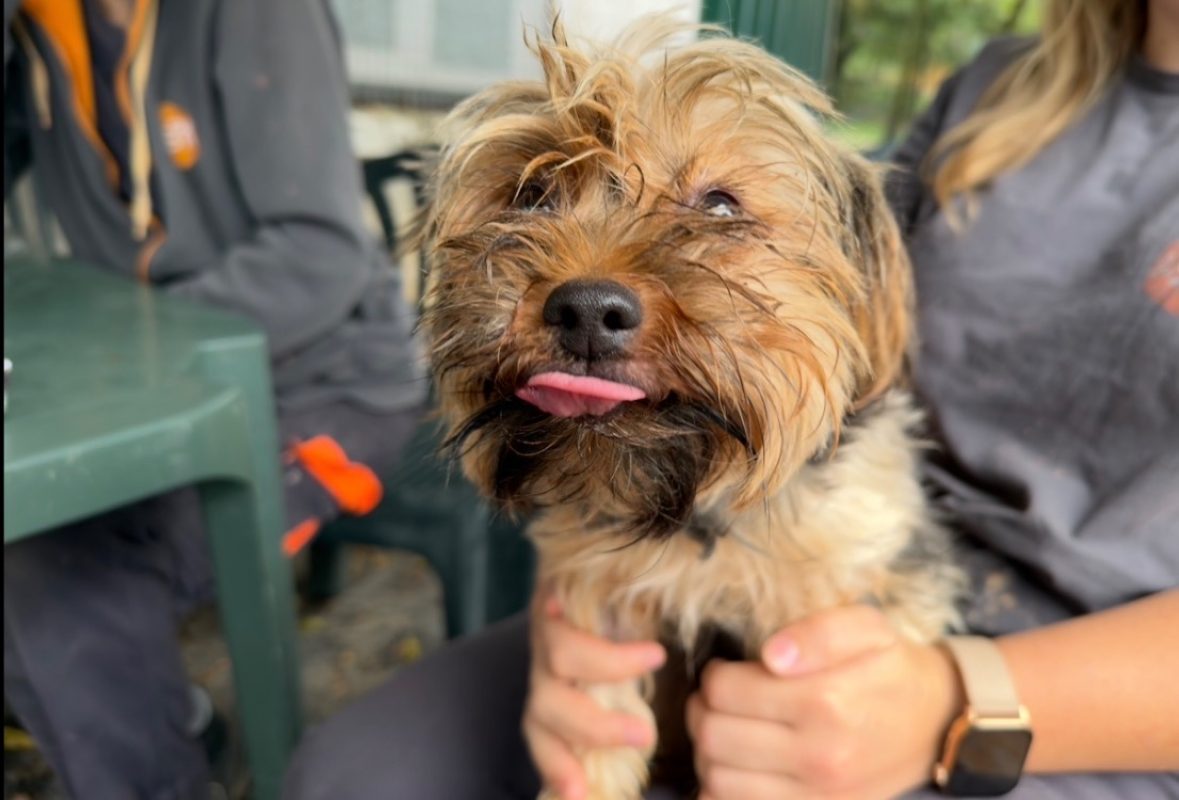 Jackson - Chien Yorkshire Terrier à adopter - photo 2