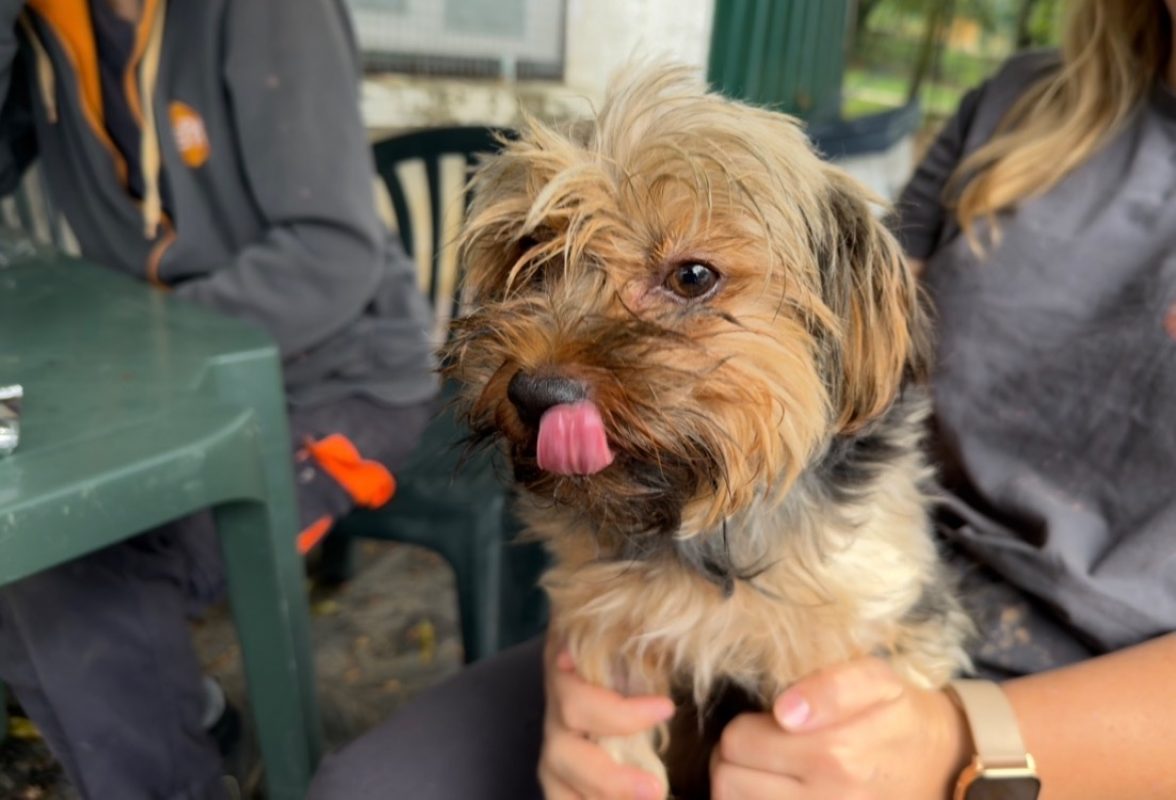 Jackson - Chien Yorkshire Terrier à adopter - photo 3