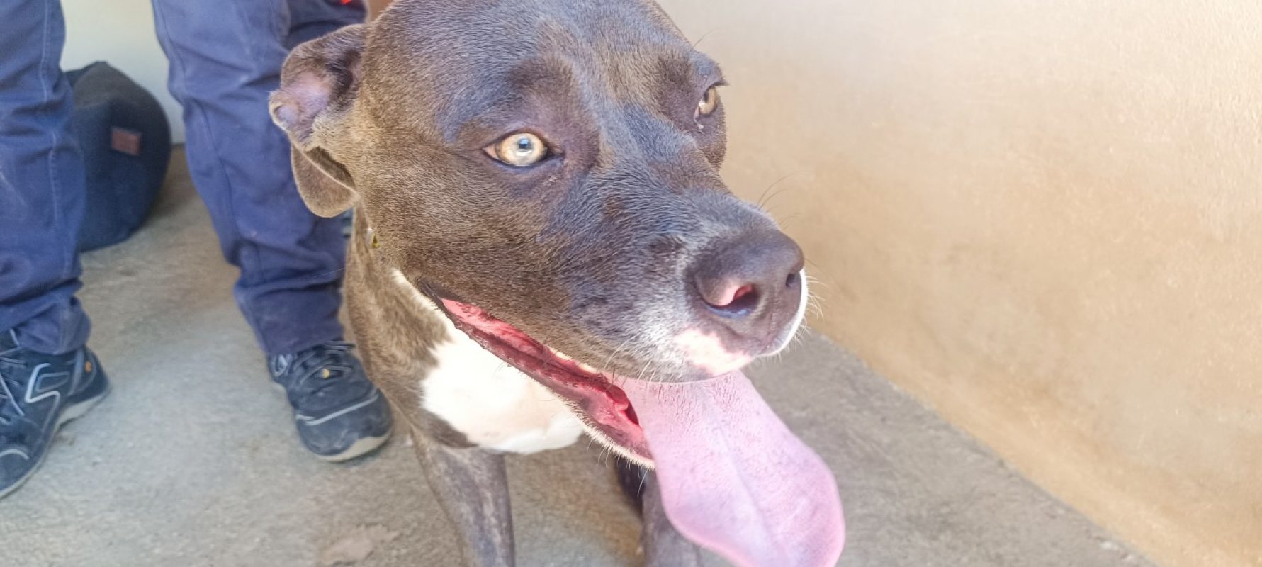 Zoya - Chien à adopter