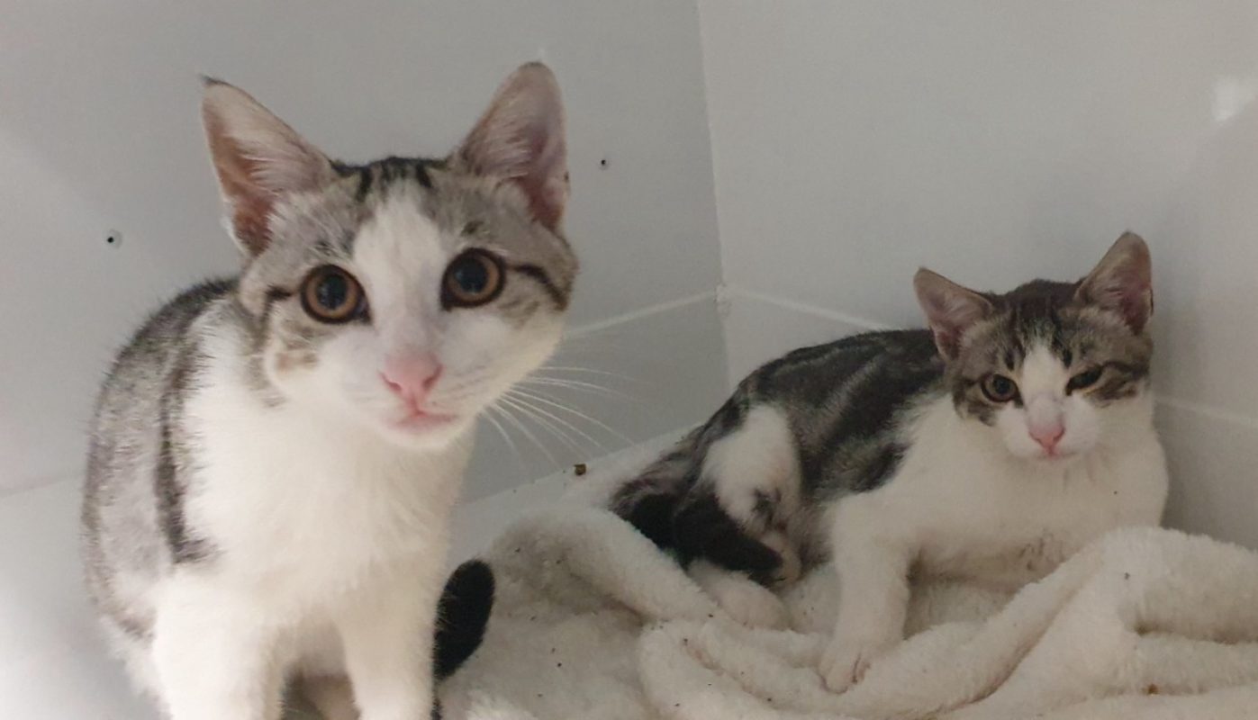 Aout - Chat Européen à adopter