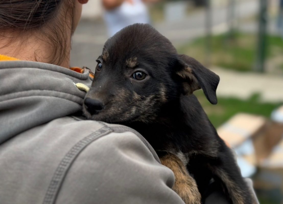 Toadette - Chien à adopter