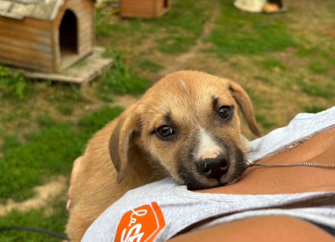 Harmony - Chien à adopter