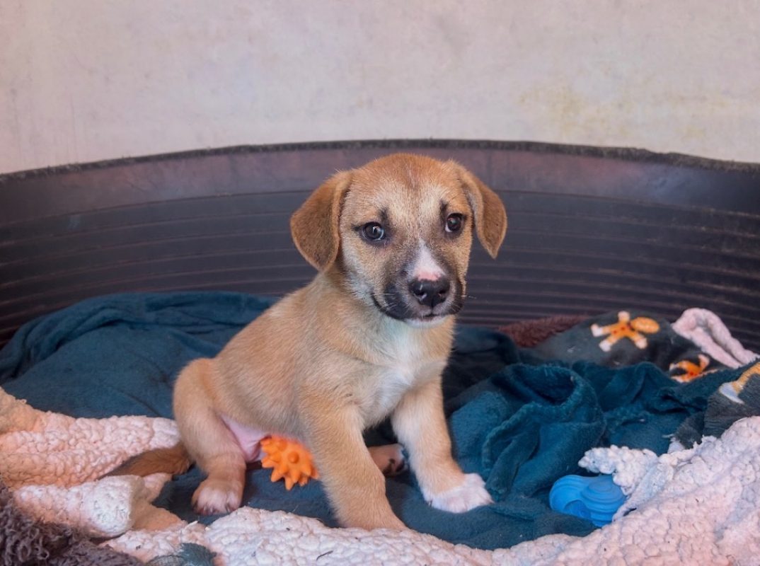 Harmony - Chien à adopter - photo 2