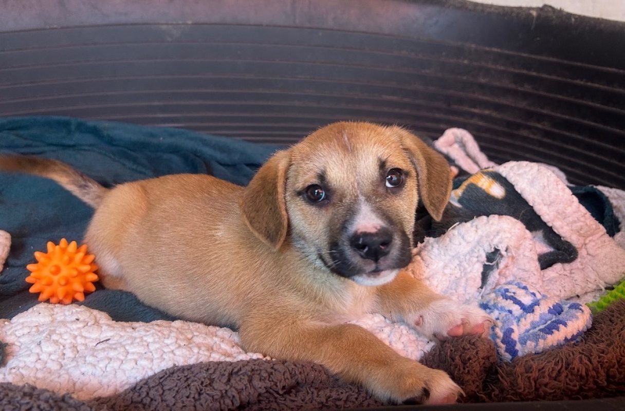 Harmony - Chien à adopter - photo 3
