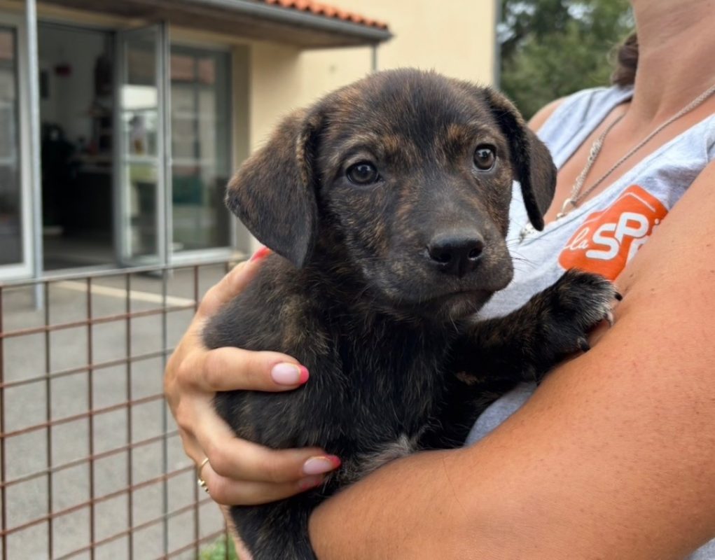Daisy - Chien à adopter