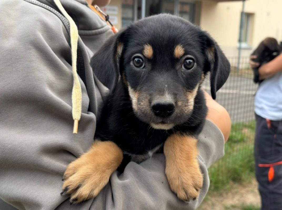 Peach - Chien à adopter