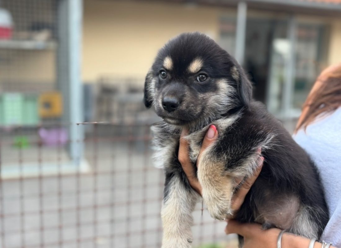 Mario - Chien à adopter