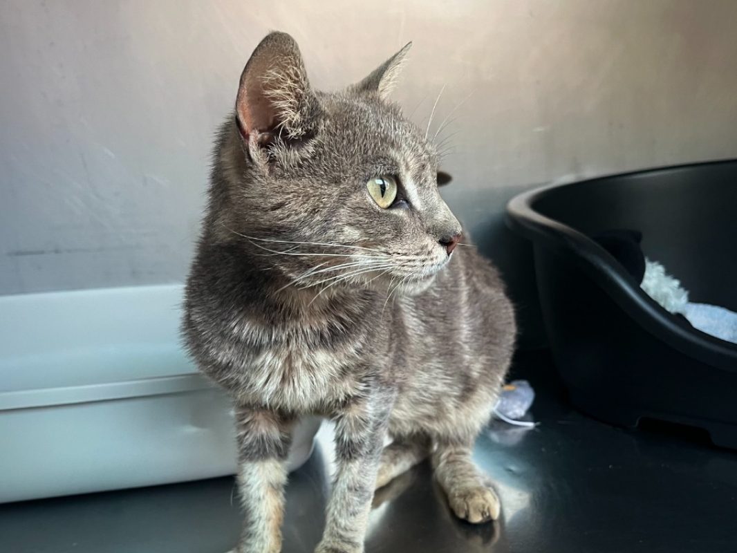éleste - Chat Européen à adopter