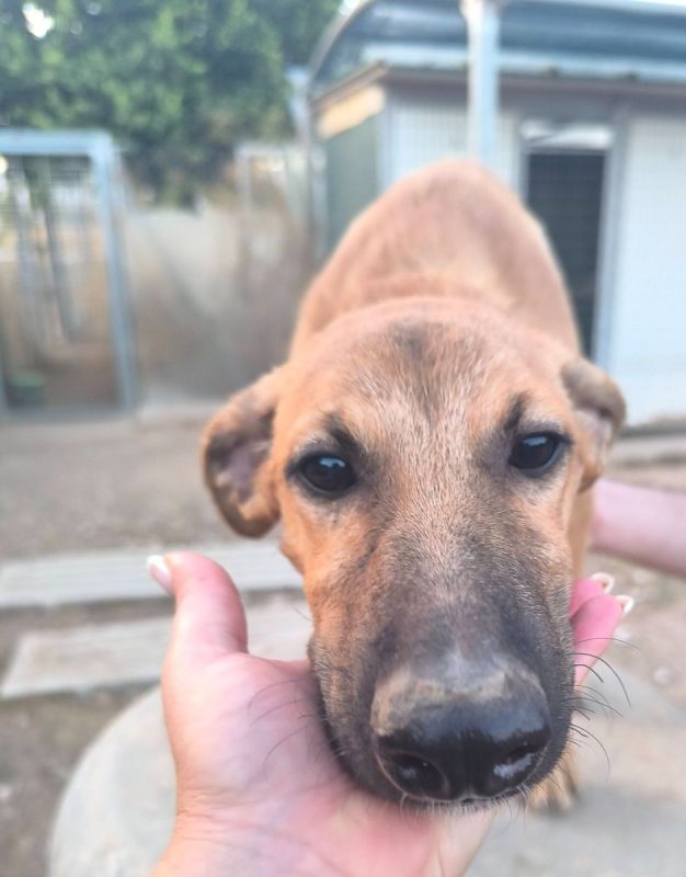 Melón - Chien à adopter - photo 10