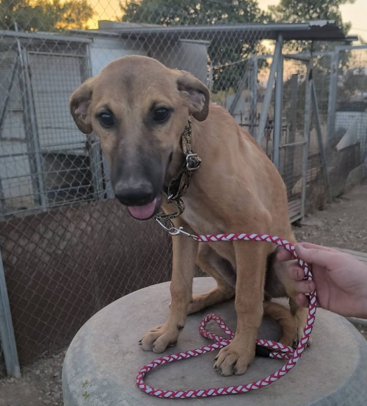 Melón - Chien à adopter