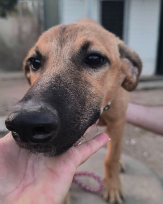 Melón - Chien à adopter - photo 2