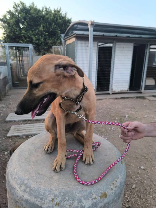 Melón - Chien à adopter - photo 4