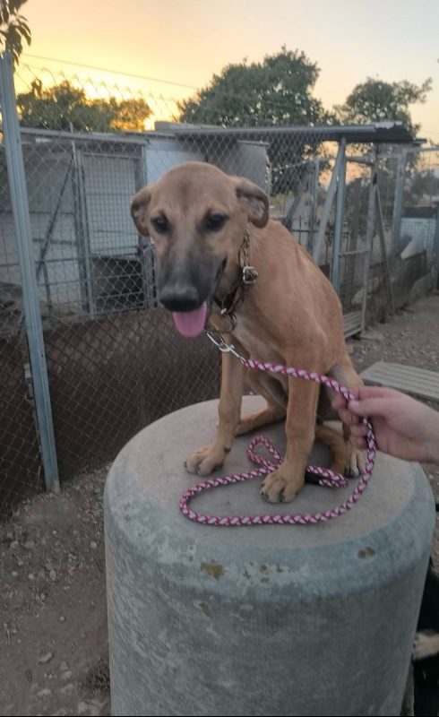 Melón - Chien à adopter - photo 7