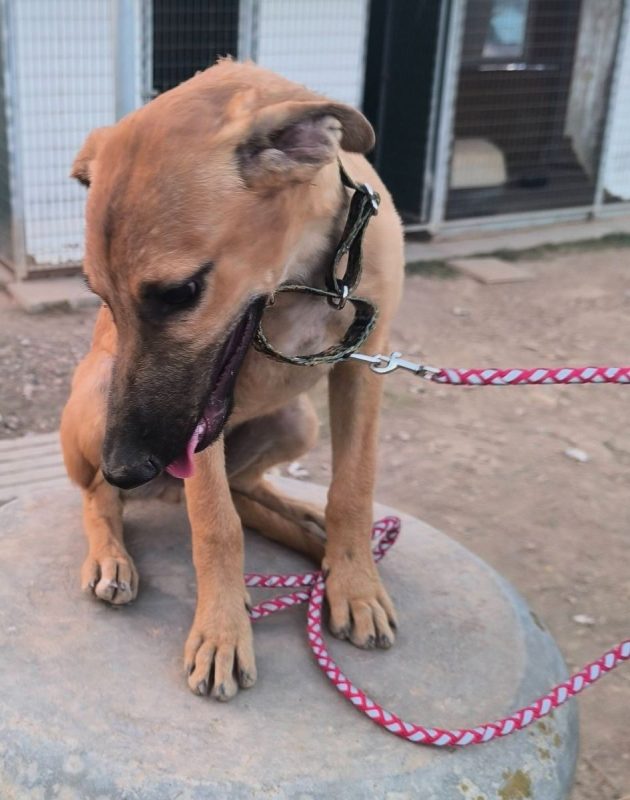 Melón - Chien à adopter - photo 6