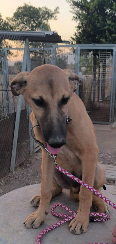 Melón - Chien à adopter - photo 5