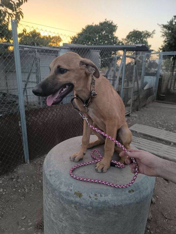 Melón - Chien à adopter - photo 8