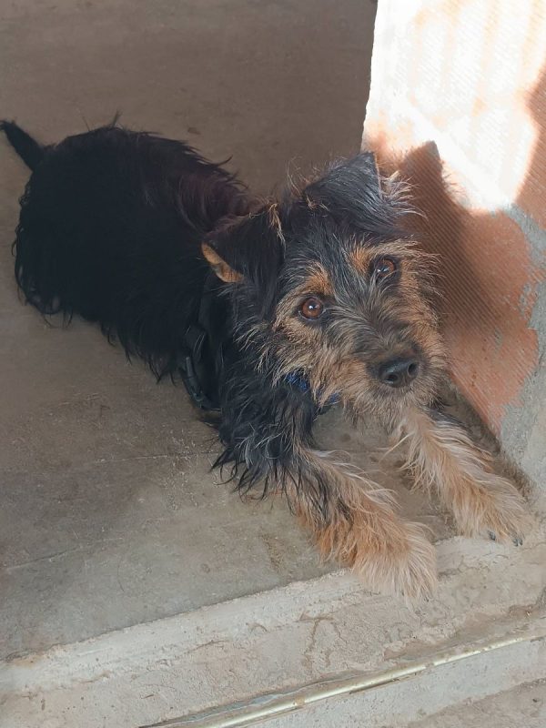 Blas - Chien Teckel x Yorkshire Terrier à adopter - photo 5