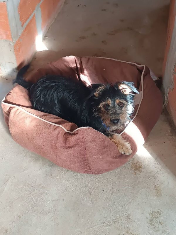 Blas - Chien Teckel x Yorkshire Terrier à adopter - photo 3