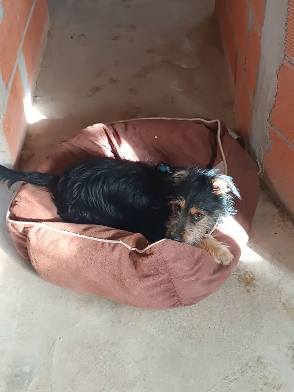Blas - Chien Teckel x Yorkshire Terrier à adopter - photo 8