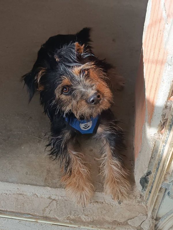 Blas - Chien Teckel x Yorkshire Terrier à adopter - photo 7