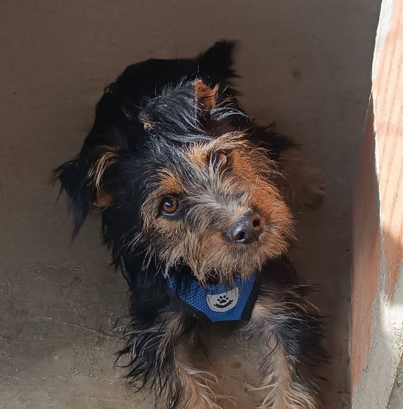 Blas - Chien Teckel x Yorkshire Terrier à adopter