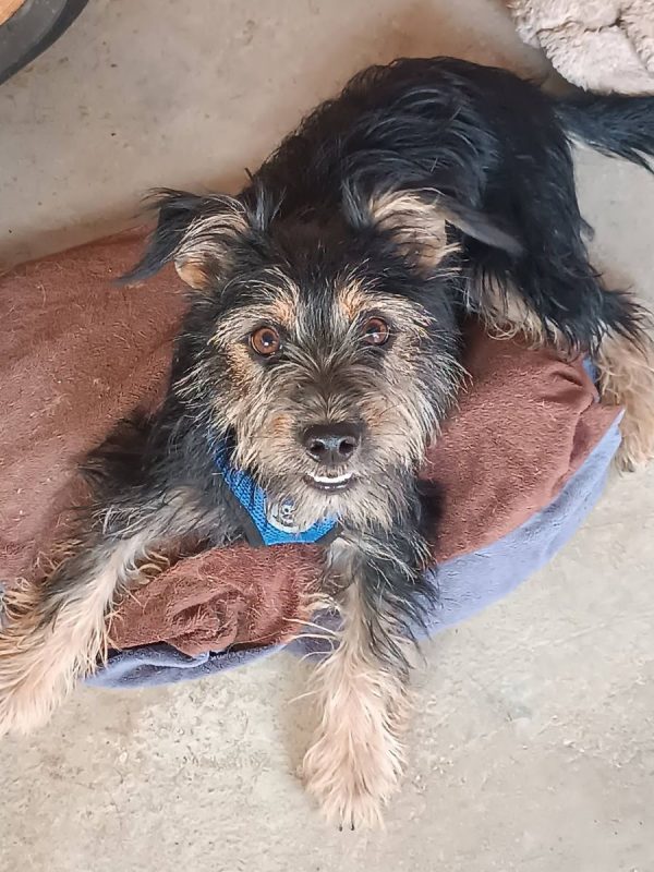 Blas - Chien Teckel x Yorkshire Terrier à adopter - photo 9