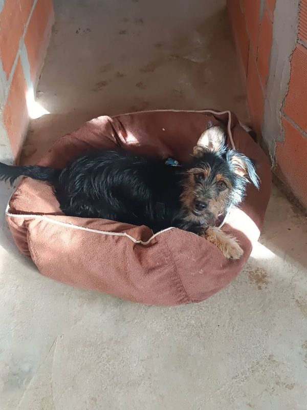 Blas - Chien Teckel x Yorkshire Terrier à adopter - photo 11