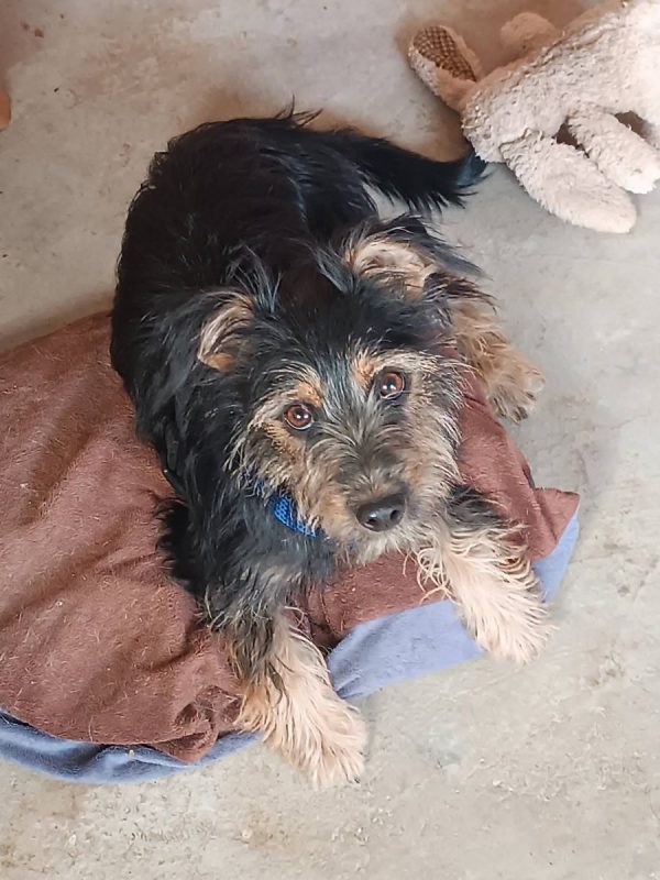 Blas - Chien Teckel x Yorkshire Terrier à adopter - photo 12