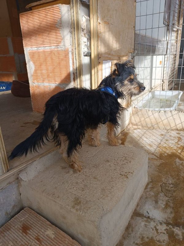 Blas - Chien Teckel x Yorkshire Terrier à adopter - photo 2