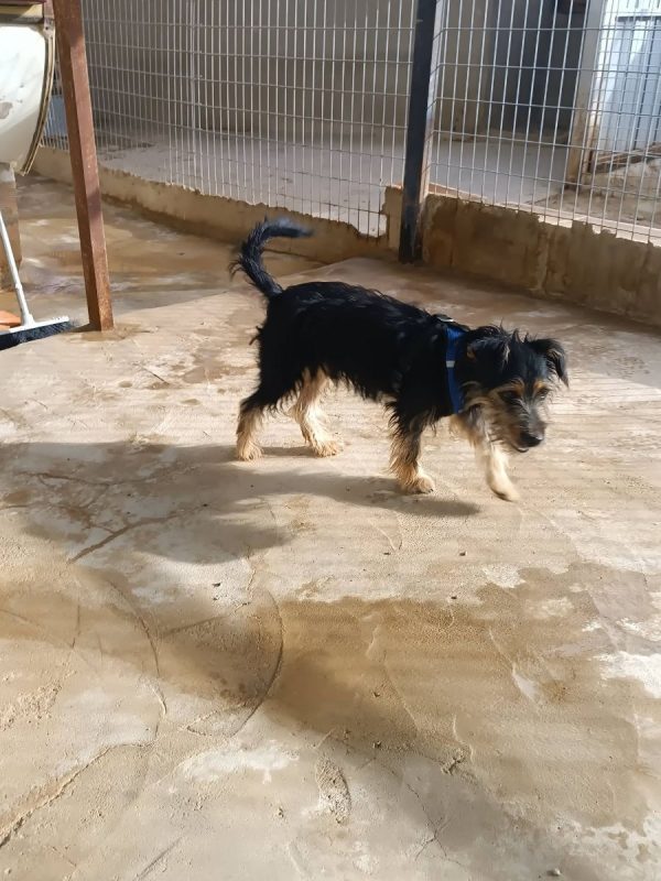 Blas - Chien Teckel x Yorkshire Terrier à adopter - photo 10