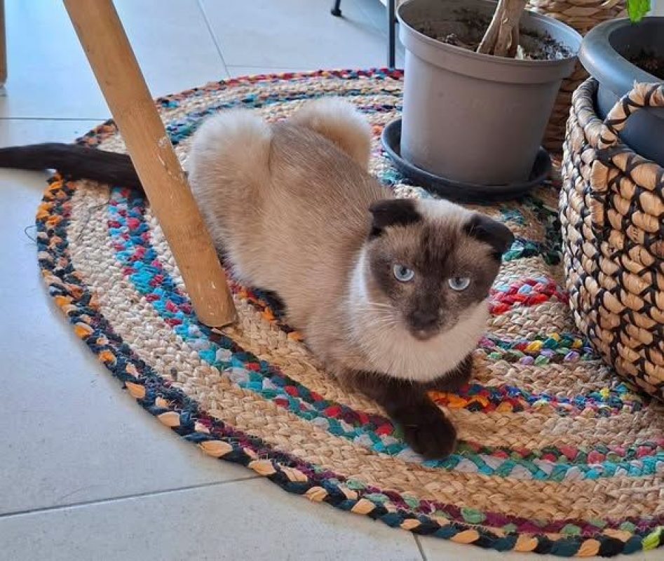 Duchesse - Chat à adopter - photo 2