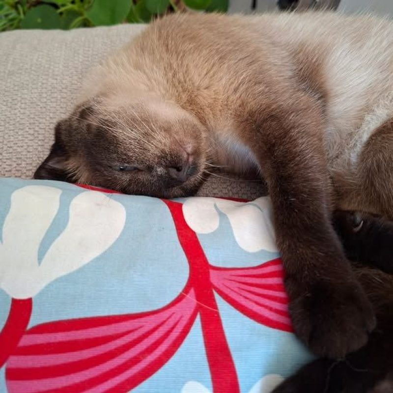 Duchesse - Chat à adopter - photo 3