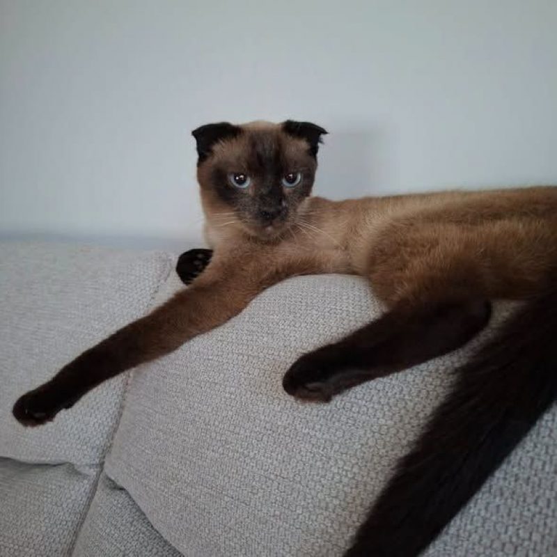 Duchesse - Chat à adopter - photo 4