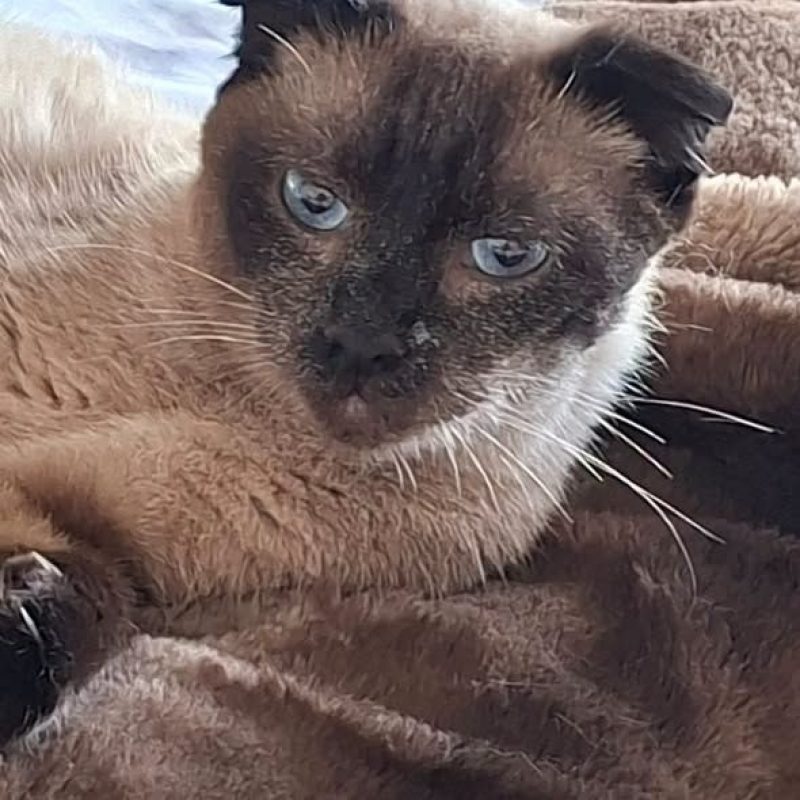 Duchesse - Chat à adopter