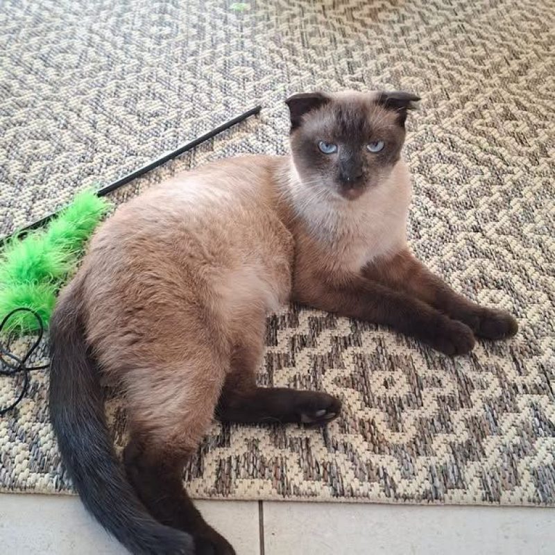 Duchesse - Chat à adopter - photo 5