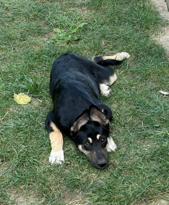 LESSIE - Chien à adopter - photo 3