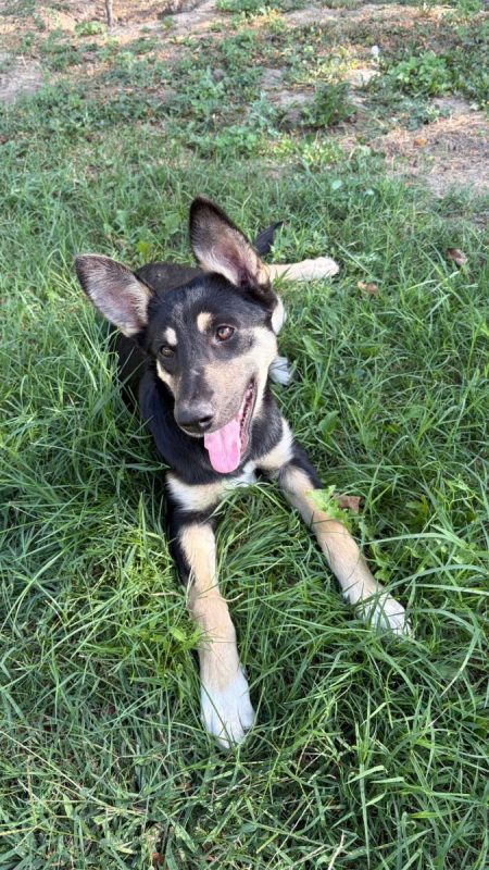 LESSIE - Chien à adopter - photo 4