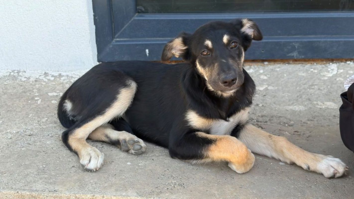 LESSIE - Chien à adopter