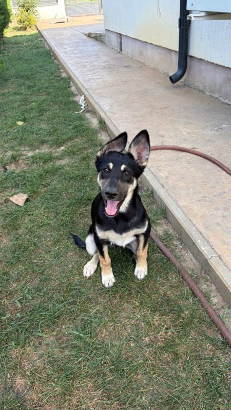 LESSIE - Chien à adopter - photo 5