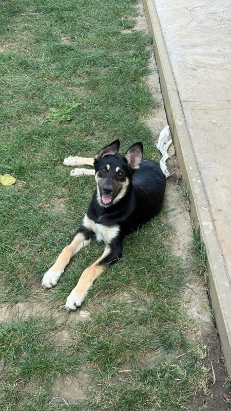 LESSIE - Chien à adopter - photo 2