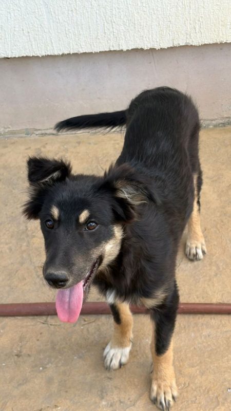LILLY - Chien à adopter - photo 5