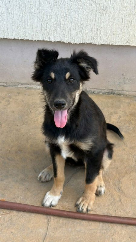 LILLY - Chien à adopter - photo 4
