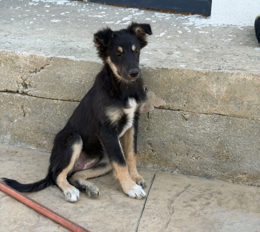 LILLY - Chien à adopter - photo 3