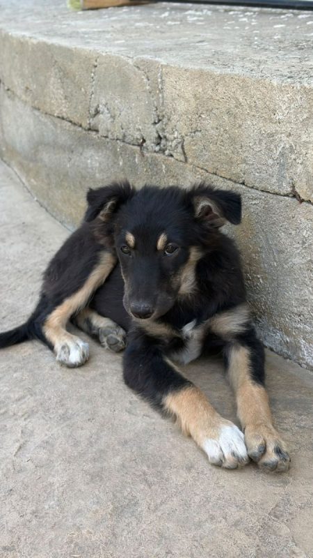 LILLY - Chien à adopter - photo 2