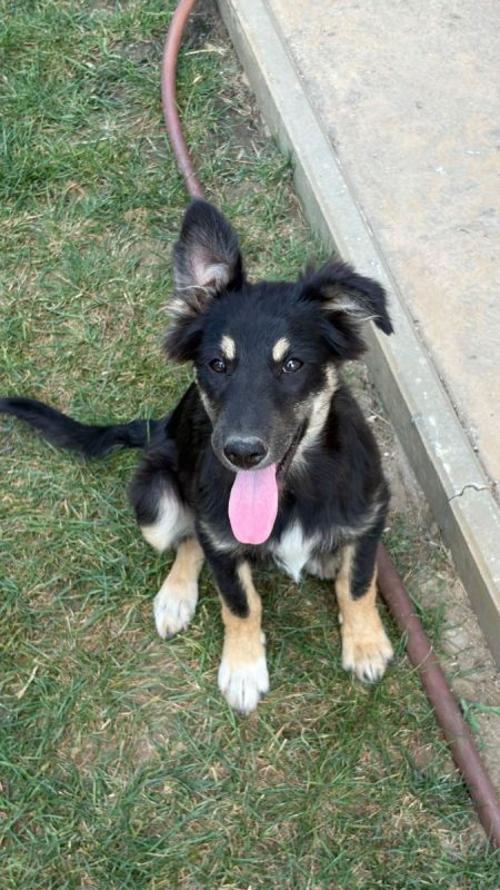 LILLY - Chien à adopter