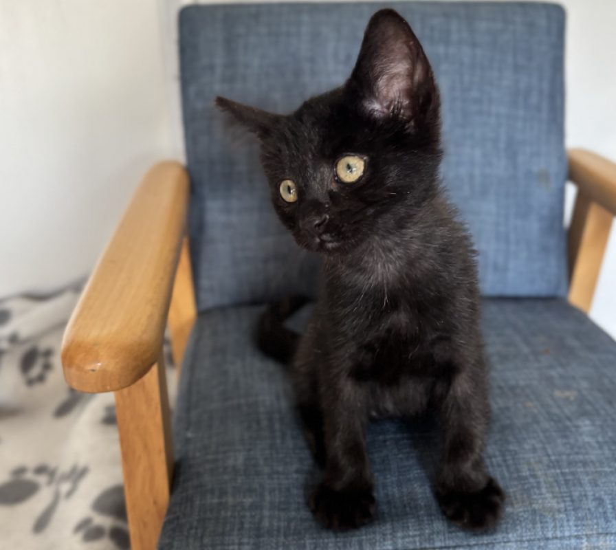 Yoyo - Chat Européen à adopter