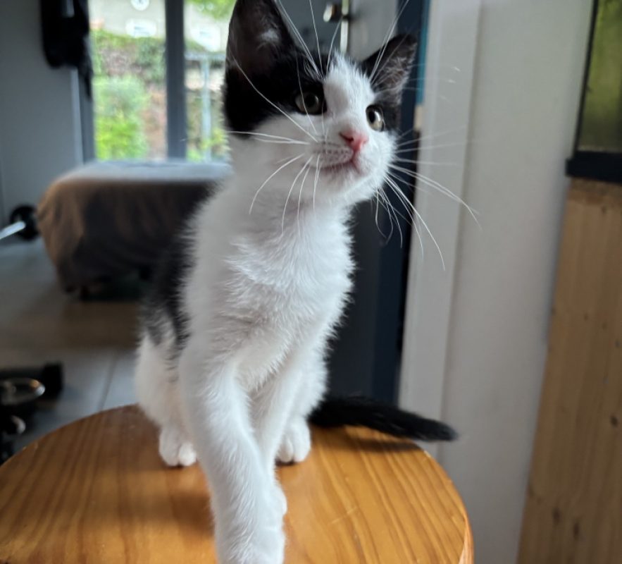 Patou - Chat Européen à adopter