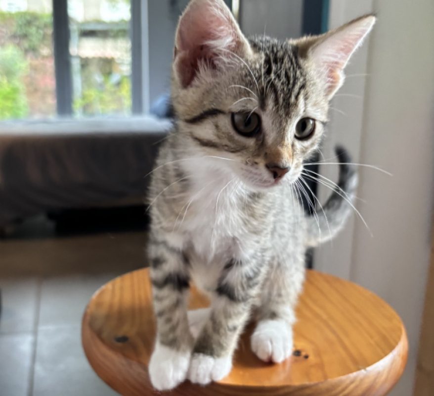 Yaya - Chat Européen à adopter