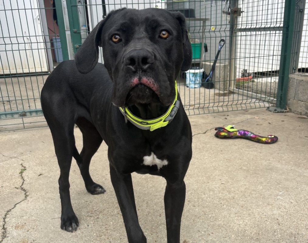 Athéna - Chien Cane Corso à adopter